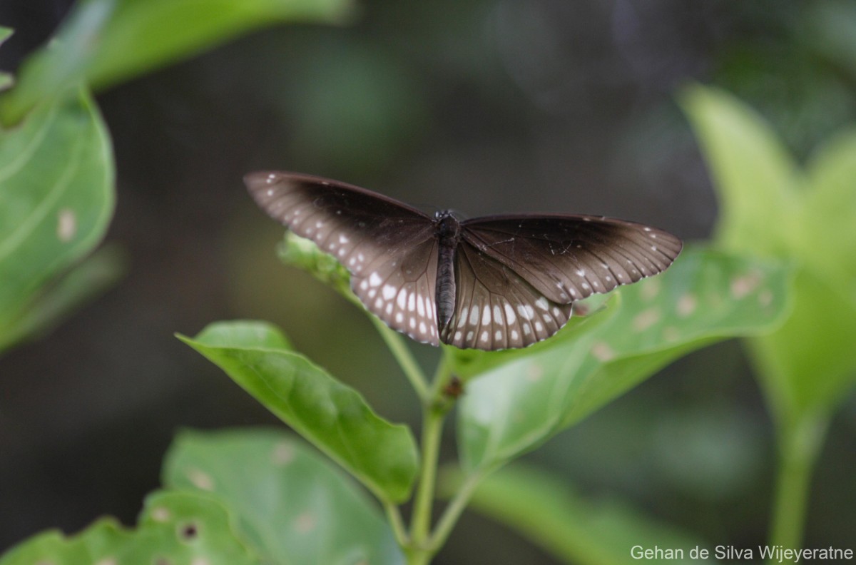 Euploea core Cramer, 1779